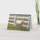 Buscar caballo blanco tarjetas Poniente