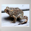 Buscar anfibio fotografía Ranas
