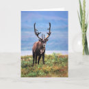 Buscar alaska tarjetas Parque nacional denali