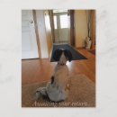 Buscar preocupado postales Animales