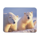 Buscar mar del hielo tarjetas Oso