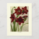 Buscar amaryllis postales Botánica