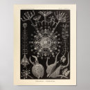 Buscar natur posters Océano