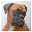 Buscar dog azulejos Madre