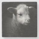 Buscar parte del cuerpo posavasos Animales domésticos