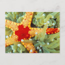 Buscar estrella roja postales Océano