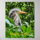 Buscar garzas posters Naturaleza
