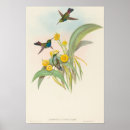Buscar colibrí azul posters Acuarela