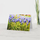 Buscar bulbo tarjetas Bulbo de flor
