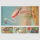 Buscar flamingo papel de seda Desacoplamiento