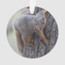 Buscar ardilla divertida adornos Naturaleza