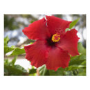 Buscar hawaiano posters Naturaleza