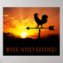 Buscar gallo negro posters Colorido