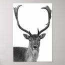 Buscar asta posters Ciervo