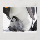 Buscar animales en el salvaje postales Pingüino