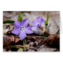 Buscar vinca tarjetas Morado