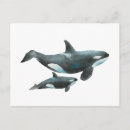 Buscar biología marina postales Orca