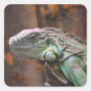Buscar iguana pegatinas Lagarto