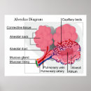 Buscar pulmonar arte Alveoli