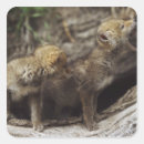 Buscar coyotes pegatinas Lobo