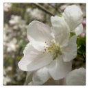 Buscar foto de la flor azulejos Blanco