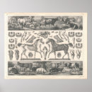 Buscar animales del campo posters Ovejas
