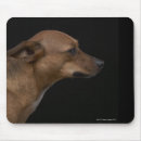 Buscar raza del perro alfombrillas de raton Fotografía