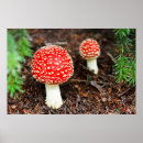 Buscar venenoso posters Toadstool