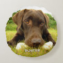 Buscar chocolate labrador cojines Perro