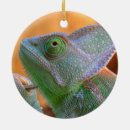 Buscar camaleones adornos Reptiles