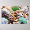 Buscar cascos posters Conchas marinas