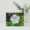 Buscar hibiscus postales Floral