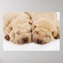 Buscar shar pei arte Animales