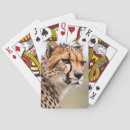 Buscar gato cara barajas de cartas Gatos