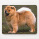 Buscar perro chino Animales