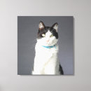 Buscar gato blanco y negro lienzos Tiro del estudio