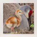 Buscar arenoso puzzles Pájaro