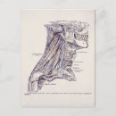Buscar cuello humano postales 8 º cuchara