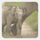 Buscar elefante indio pegatinas Pastizal