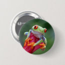 Buscar rana chapas Animales