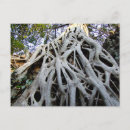 Buscar raíces del árbol postales Naturaleza