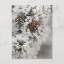 Buscar cono del pino postales Pinecone