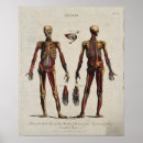 Buscar disección posters Anatomía