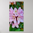 Buscar flores rosas posters Primavera