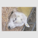 Buscar ovejas papel de seda Animales