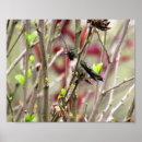 Buscar colibrí posters Colibrí de garganta rubí