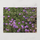Buscar verbena postales Mariposa
