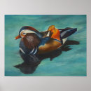 Buscar pato de mandarín posters Acuarela
