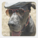 Buscar gran danes pegatinas Animal