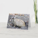 Buscar meerkat tarjetas Foto